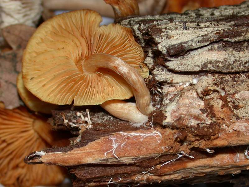 Fungo e il suo micelio.......